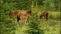       / Wild Horses of the Canadian Rockies (2008) SATRip