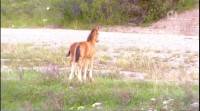       / Wild Horses of the Canadian Rockies (2008) SATRip