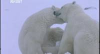       / Face to face with a polar bear (2005) TVRip