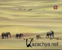  .    / Natural World. Elephants of the Sand River (1999) SATRip