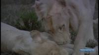    / Return of White Lion (2009) HDTVRip