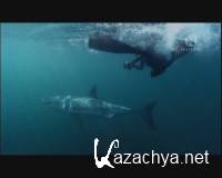       / Great White Shark - A Living Legend (2009) DVB
