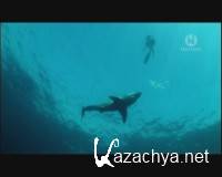       / Great White Shark - A Living Legend (2009) DVB