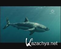       / Great White Shark - A Living Legend (2009) DVB