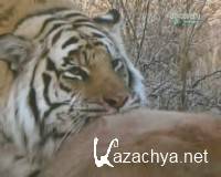     / Living with Tigers (2003) TVRip