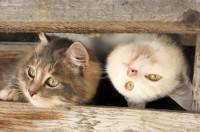 ��������� ����� �� ������� ���� (����� 101)