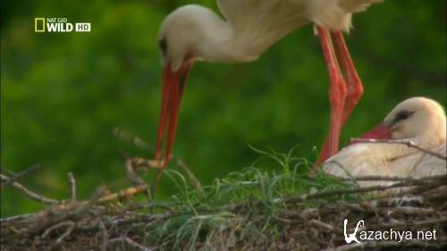 National Geographic:   / National Geographic: Kingdom of the Forest (2010) HDTVRip 720