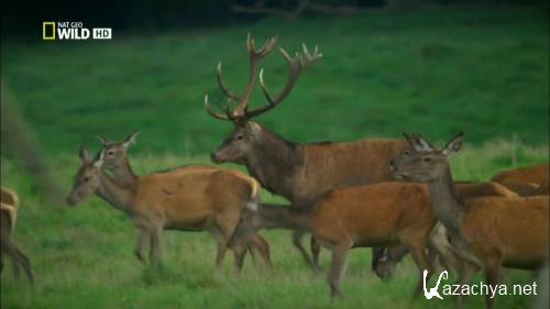 National Geographic:   / National Geographic: Kingdom of the Forest (2010) HDTVRip 720