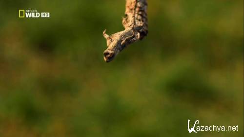 ����� �������� � ����. ������ � ���� / World`s Weirdest. Freaks of the Sky (2010) HDTVRip 720�