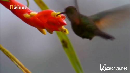 ����� �������� � ����. ������ � ���� / World`s Weirdest. Freaks of the Sky (2010) HDTVRip 720�