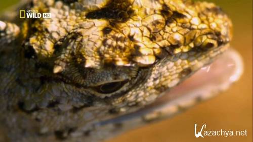 ����� �������� � ����. ������ � ���� / World`s Weirdest. Freaks of the Sky (2010) HDTVRip 720�