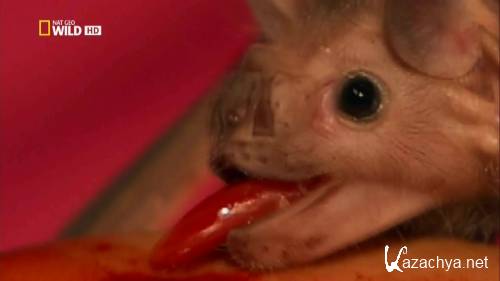 ����� �������� � ����. ������ � ���� / World`s Weirdest. Freaks of the Sky (2010) HDTVRip 720�