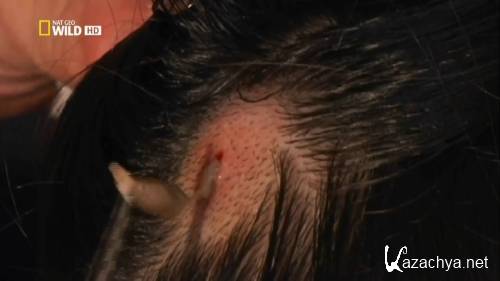 ����� �������� � ����. ������ � ���� / World`s Weirdest. Freaks of the Sky (2010) HDTVRip 720�