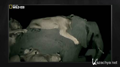  :  / Built for the kill: Lion (2011) HDTVRip 720