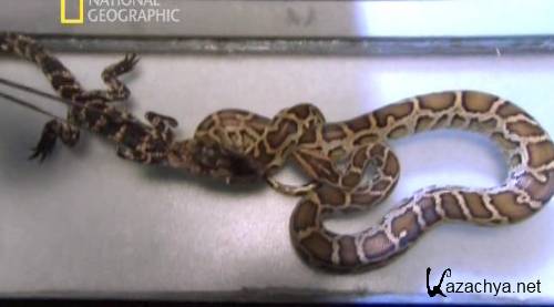 National Geographic.    / National Geographic. Python invasion (2011) SATRip