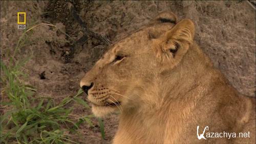 National Geographic: - / Lions Behaving Badly (2005) HDTVRip 720p