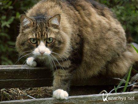 ��������� ����� �� ���� ���� �10