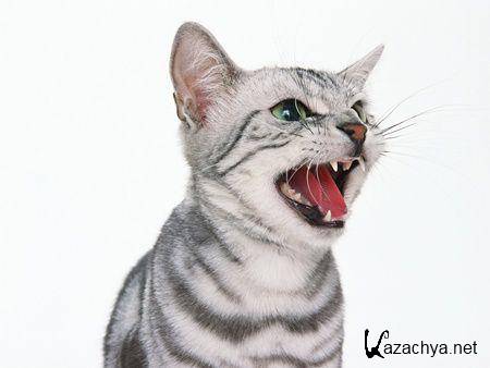 ��������� ����� �� ���� ���� �10