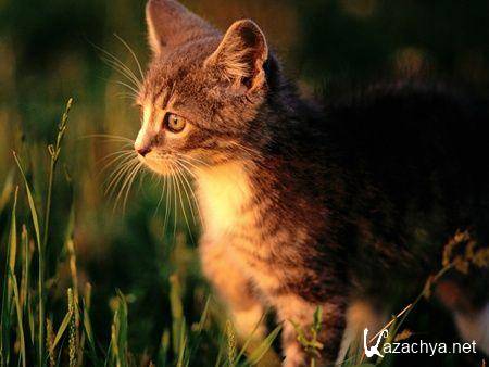 ��������� ����� �� ���� ���� �10