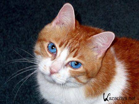 ��������� ����� �� ���� ���� �10