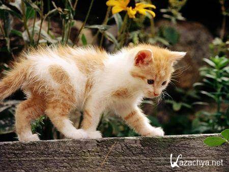 ��������� ����� �� ���� ���� �10