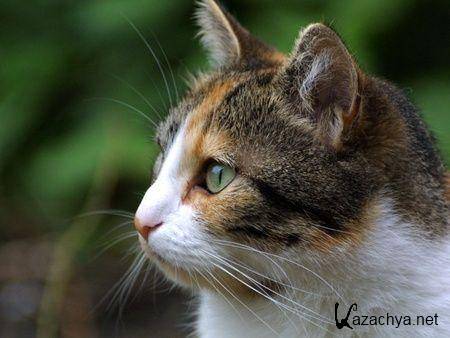 ��������� ����� �� ���� ���� �10