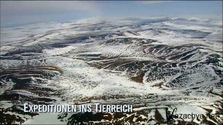   .  / The wild nature of Russia. Arctic (2010) HDTV 