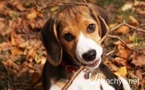 Selected Wallpapers Pack #604