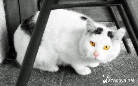 ������� ��������������� �������� ����� (����� 488)