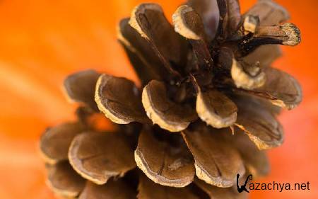 ������� ��������������� �������� ����� (����� 488)