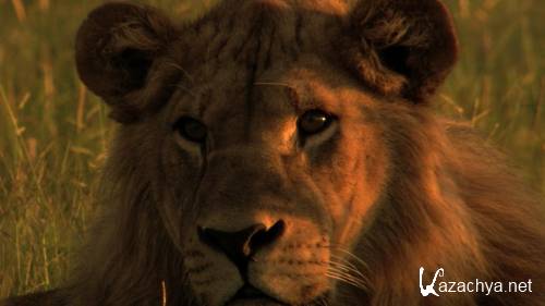 Последние львы / The Last Lions (2011) BDRip
