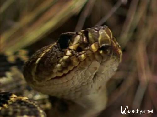 National Geographic: Гремучие змеи / King Rattler (1999) DVDRip