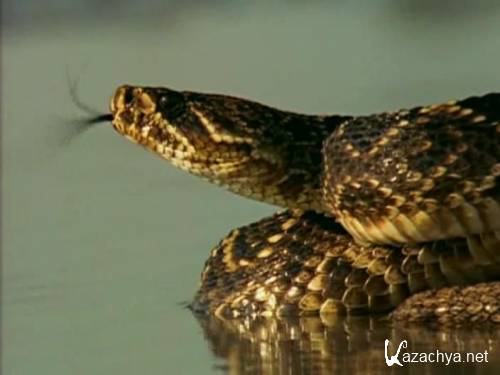 National Geographic:   / King Rattler (1999) DVDRip