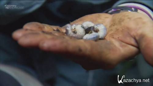 Discovery: ������ ����� �����: ��������� / Guatemala (2010) SATRip