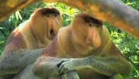  .  / Extinctions. Orangutans (2010) SATRip
