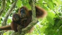 .  / Extinctions. Orangutans (2010) SATRip