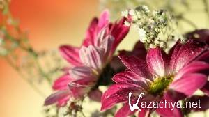 Computer Desktop Wallpapers Collection #427