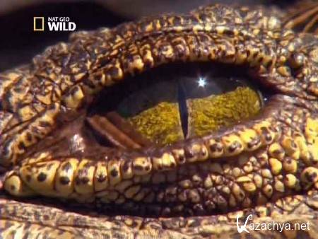 ������������ �������� / Croc Labyrinth (2011) SATRip 