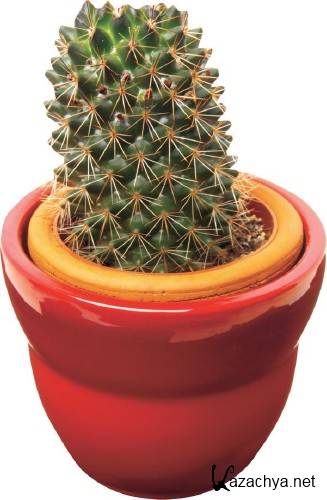 �������: �������� - ������