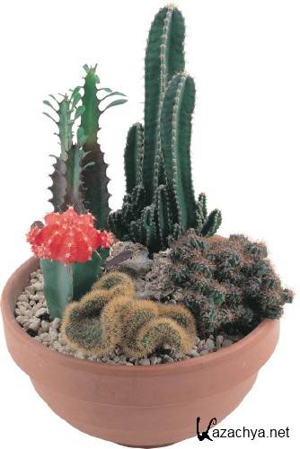 �������: �������� - ������