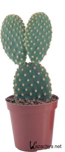 �������: �������� - ������