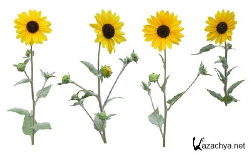 ��������: �����, �������� - ���������