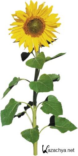 ��������: �����, �������� - ���������