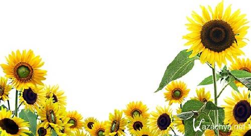 ��������: �����, �������� - ���������