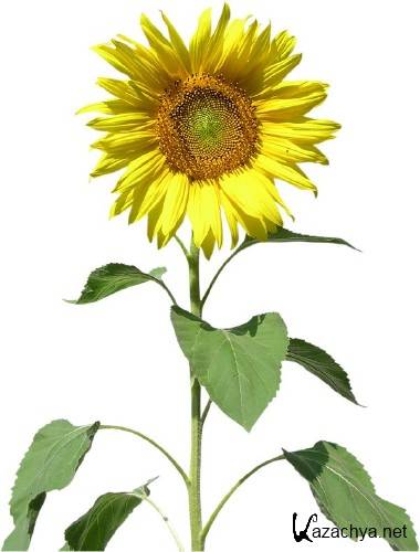 ��������: �����, �������� - ���������