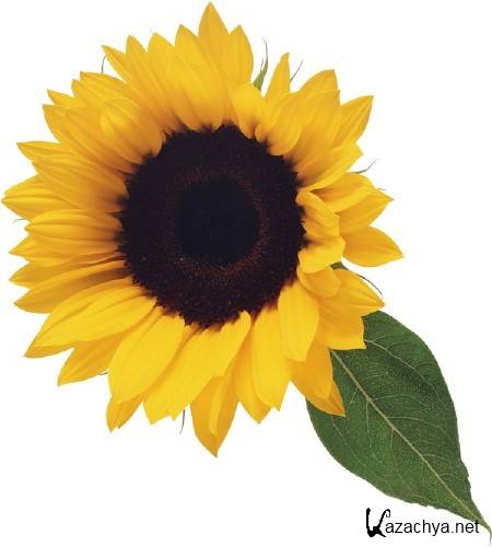 ��������: �����, �������� - ���������