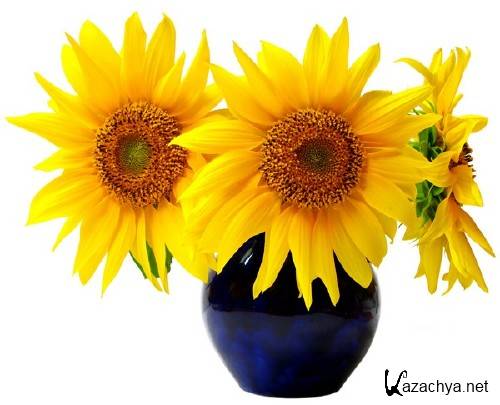 ��������: �����, �������� - ���������