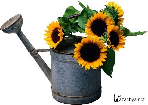 ��������: �����, �������� - ���������