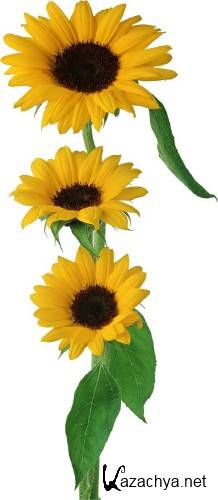 ��������: �����, �������� - ���������