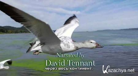     .   / Earthflight. North America (2011) HDRip 